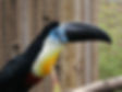 toucan calendar_edited.jpg
