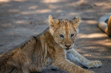 Meilleur safari de 3 jours en Tanzanie depuis Zanzibar