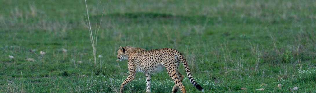 perfetto Safari di 3 giorni con volo da Zanzibar-serengeti