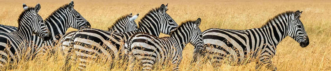 Tanzania Safari