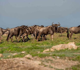 _JOR0889.jpg