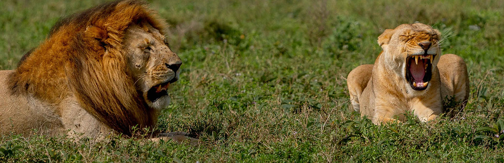 Journey through Tanzania's spectacular landscapes before arriving in Serengeti National Pa
