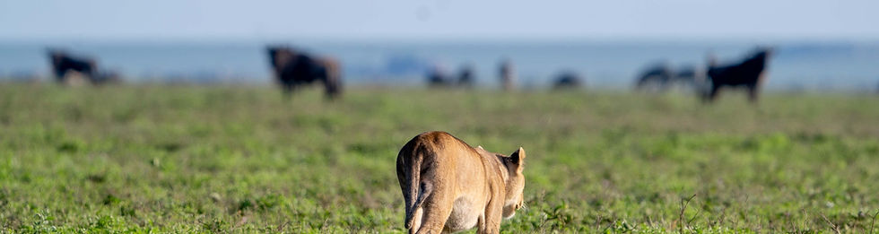 3-Days Tanzania Safari Cost & Itinerary from Budget Options