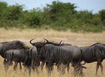 wildebeest migration