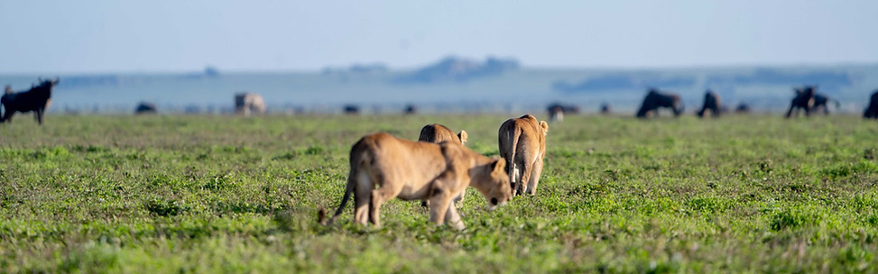 15-Day Combined Tanzania Safari & Zanzibar Holiday