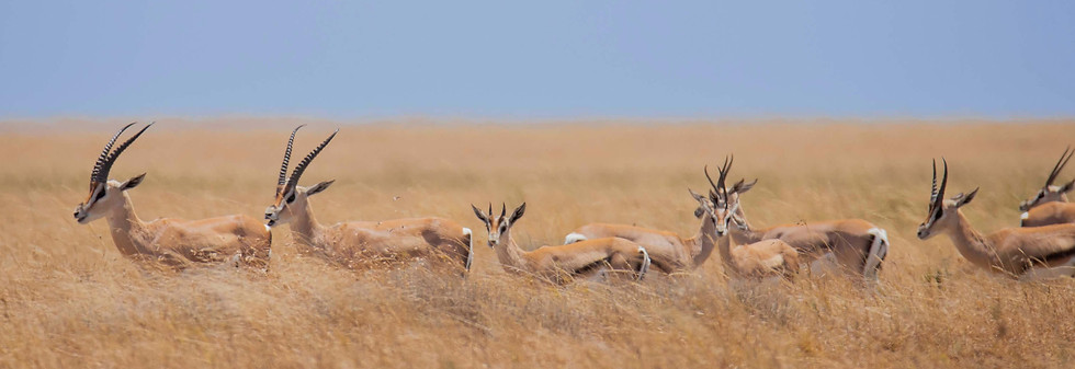 SAFARI DE LUXE DE 5 JOURS EN TANZANIE