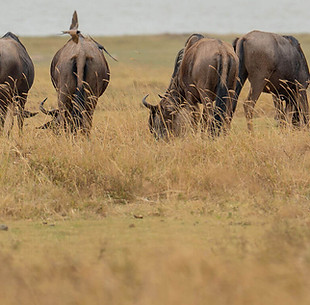 5 Day fly-in Safari from Zanzibar