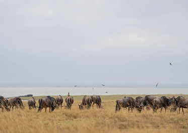 5 Day fly-in Safari from Zanzibar
