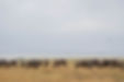 4 day Tanzania Safari from Zanzibar