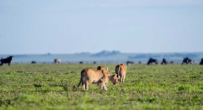 10 Day Serengeti Wildebeest Migration Safari From Zanzibar & Arusha