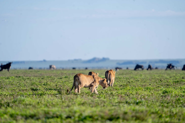 Unforgettable 6-Day Masai Mara, Serengeti & Ngorongoro Safari
