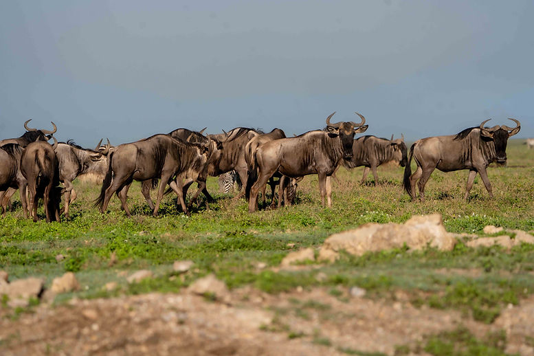 2-Days Tanzania Safari Guided: Itinerary & Price