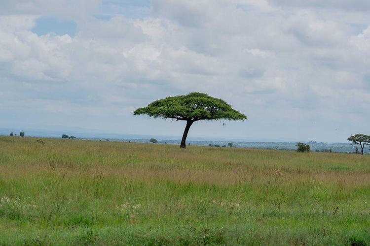 Safari from Zanzibar – Fly-In Tanzania Safari Experiences