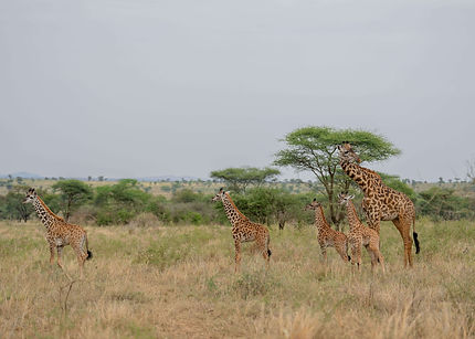 4-Day Fly in Safari From Zanzibar to Tanzania’s Iconic Parks