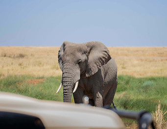 Safari de 4 jours en Tanzanie à partir d'options budgétaires
