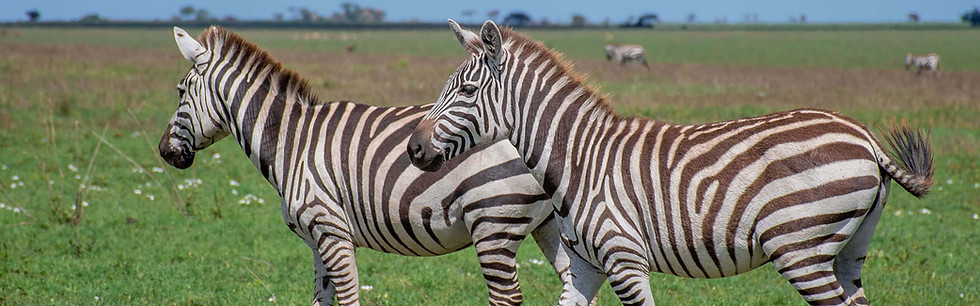 SAFARI DE LUXE DE 5 JOURS EN TANZANIE