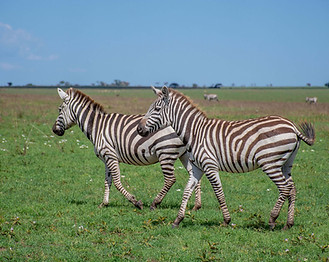Safari en Tanzanie depuis Zanzibar