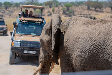 Tanzania 5-Day Luxury Safari from Zanzibar – The Ultimate Wildlife Escape