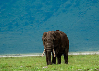 Des safaris inoubliables en Tanzanie et à Zanzibar
