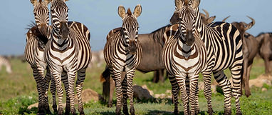 Great Serengeti Migration Safari Guide (From Nairobi or Zanzibar)