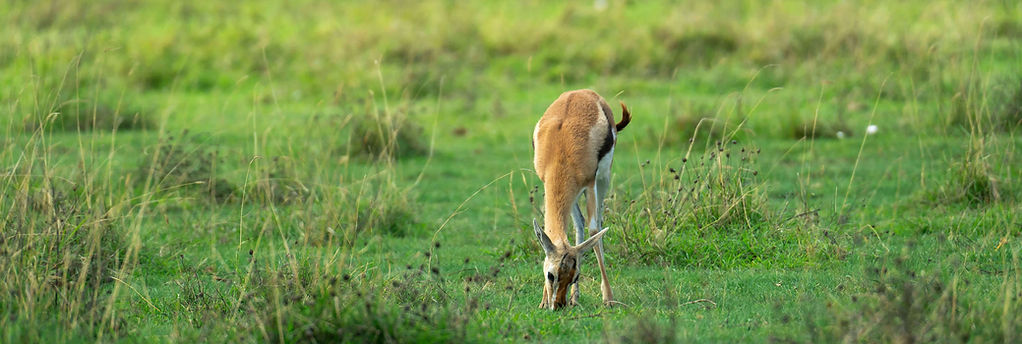 2-Day Budget Camping Safari from Zanzibar