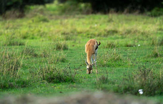 4-day Tanzania flying safari from Zanzibar