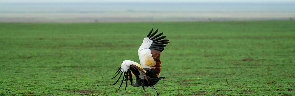 2-Day Budget Camping Safari from Zanzibar