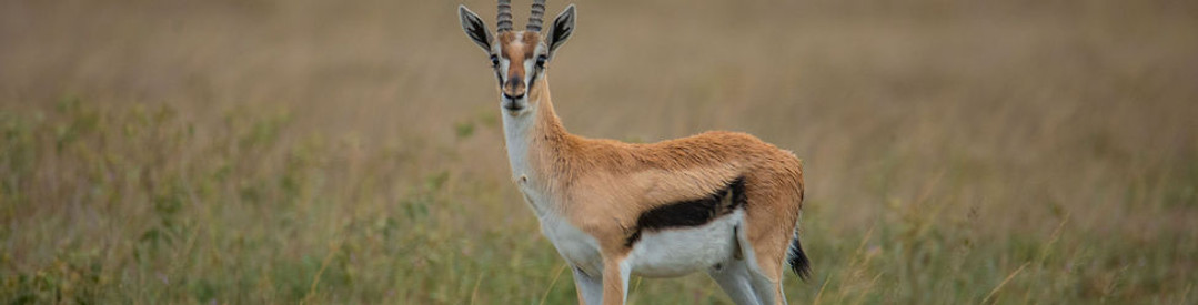 SAFARI EN CAMPING DE 7 JOURS EN TANZANIE