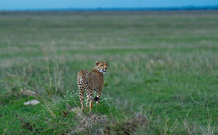 Safari di 5 giorni da Zanzibar