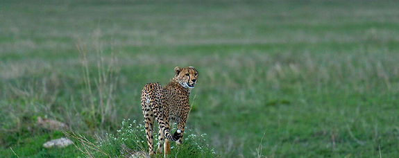 Safari di 5 giorni in Tanzania con volo da Zanzibar