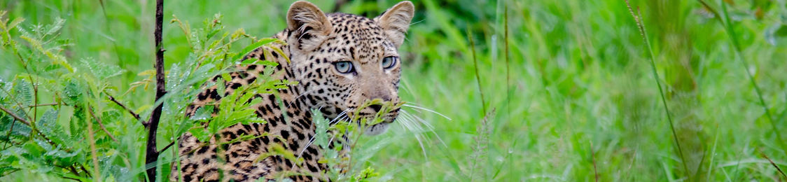 Tanzania Safari