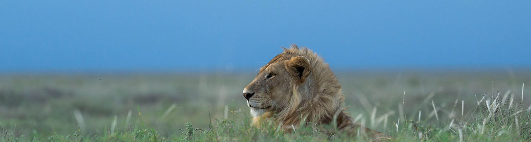 Mejor safari de 2 días por Tanzania desde Zanzíbar, con guía