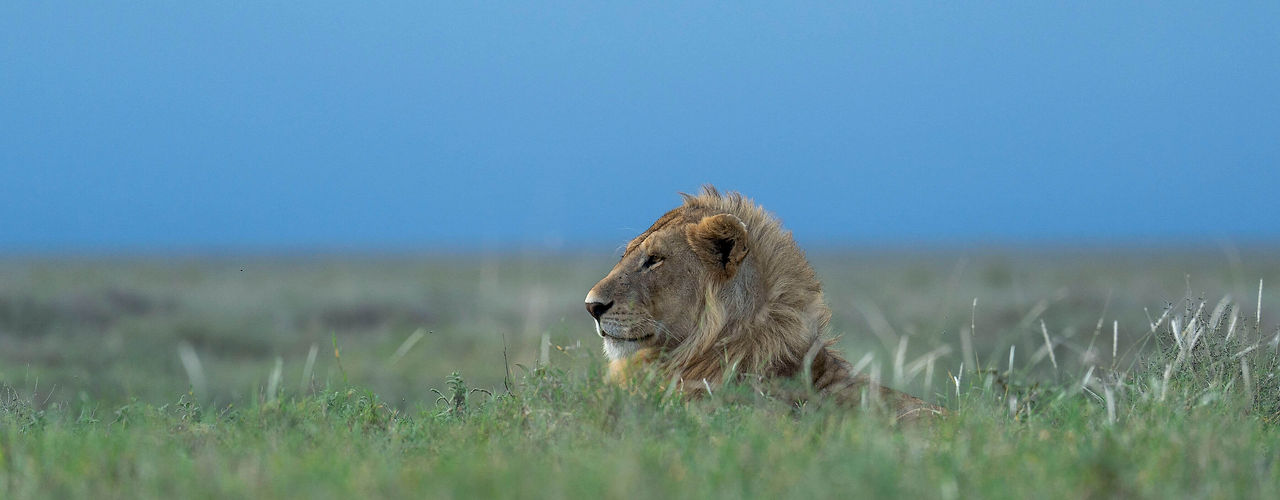 tanzania safari from zanzibar