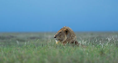  2 Day Tanzania Safari from Zanzibar