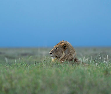 Safari di 5 giorni in Tanzania con volo da Zanzibar