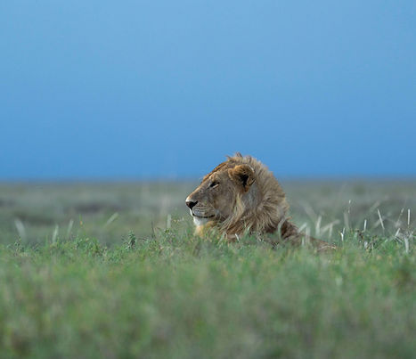 Safari di 5 giorni in Tanzania con volo da Zanzibar