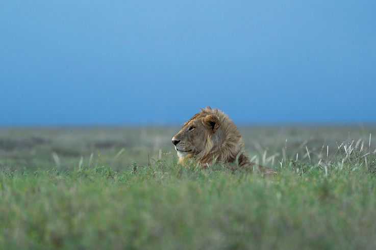 6 Days Tanzania Safaris from Zanzibar