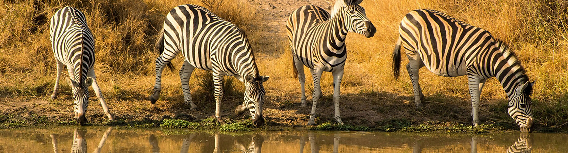 Tanzania Safari