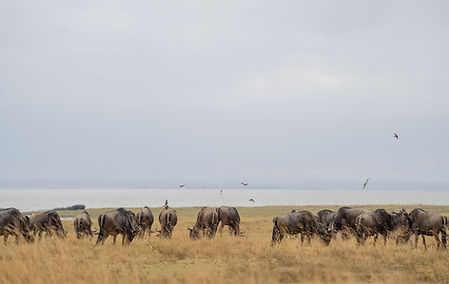 tansania safari ab sansibar