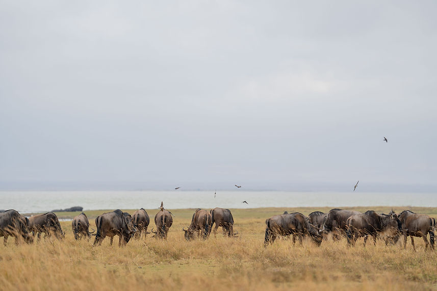 tansania safari ab sansibar