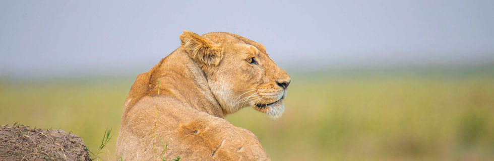 SAFARI DE LUXE DE 8 JOURS EN TANZANIE