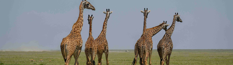 Safari en Tanzanie depuis Zanzibar