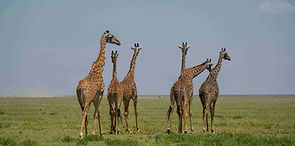 4 Day Tanzania Honeymoon Safari From Zanzibar