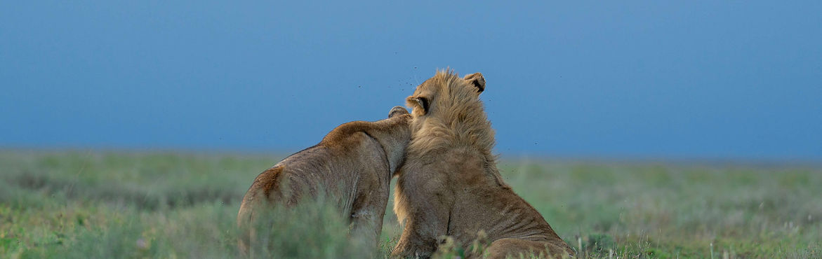 TANZANIA LUXURY  SAFARI FROM ZANZIBAR