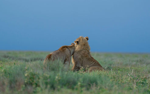 Perfekte 3-tägige Flugsafari von Sansibar zur Serengeti und zum Ngorongoro-Krater