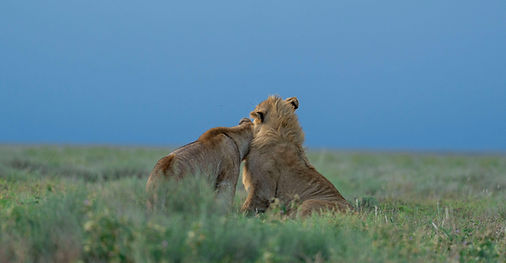 2-Day Budget Camping Safari from Zanzibar