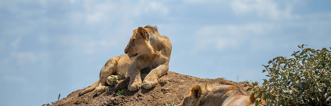 3 TAGE TANSANIA LUXUS-SAFARI
