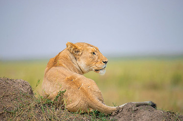 Meilleur safari de 3 jours en Tanzanie depuis Zanzibar
