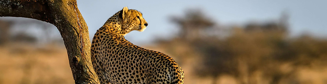 Tanzania Safari