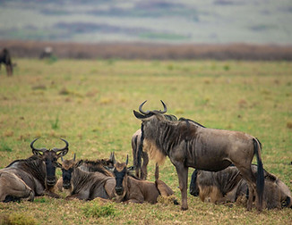 Aventure de 8 jours au Serengeti pour la migration des gnous